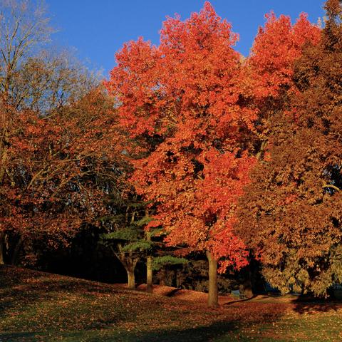 A vibrant, red-leafed tree stands on a grassy hill, surrounded by other autumn-colored trees under a clear blue sky.