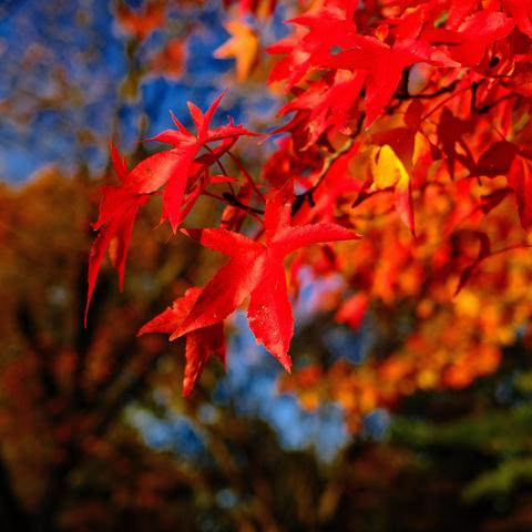 Red maple leaves dangle from branches, illuminated by sunlight, against a blurred background of autumn foliage in a park-like setting.