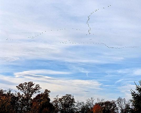 Großer Kranichschwarm über einer Baumreihe - und über einen Baum, der aussieht wie ein Brokkoli.