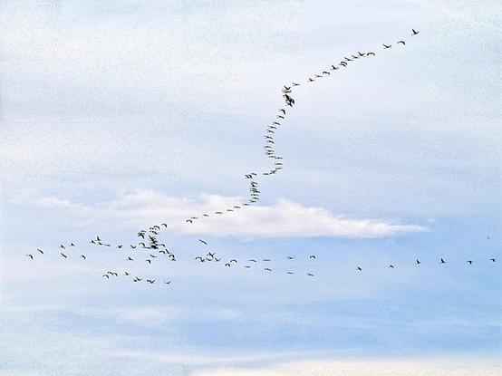 Großer Kranichschwarm am blau-weißen Himmel