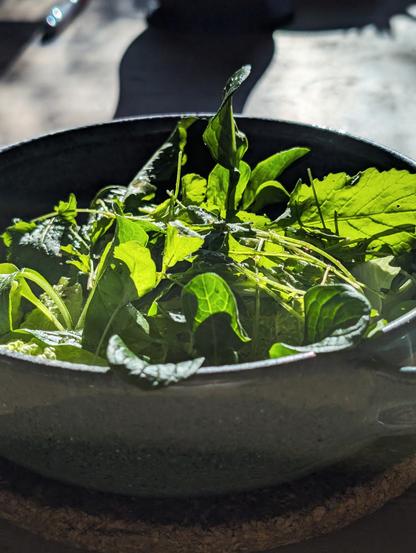 Grüner, herbstlicher Gartensalat, auf einem Teller angerichtet. Foto by Johann Seidl, Freisinger Gartenblog.