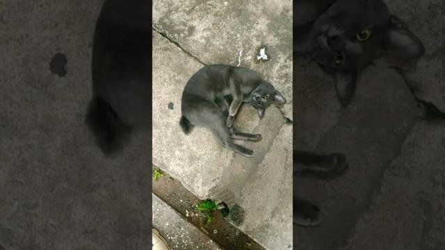 Happy..Cat🐈‍⬛✨#shortsviral