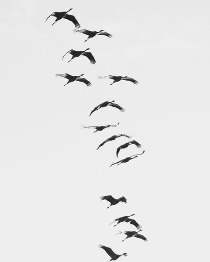 Kraniche in Formation. Schwarzweißfoto.