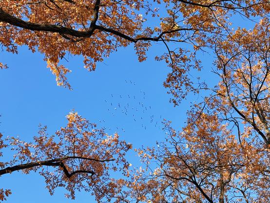The image depicts a serene autumn scene. The foreground features the branches and leaves of an oak tree with vibrant orange and yellow foliage, indicative of the fall season. The leaves are sparse, suggesting that it is late autumn. The sky is a clear, bright blue, providing a striking contrast to the warm tones of the leaves. In the middle of the image, a flock of cranes is seen flying in a formation, adding a dynamic element to the otherwise tranquil setting. The perspective of the photo is from below, looking up towards the sky, which enhances the sense of openness and spaciousness in the image.