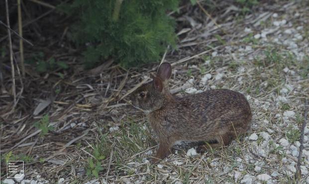 Marsh Rabbit - Types of Rabbits in Colorado  