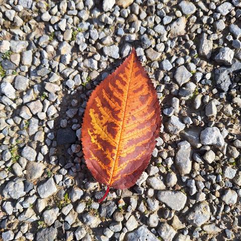 Ein Kirschblatt auf hellgrauem Schotter in den herrlichen Faben des goldenen Herbstes. Um die Mittel- und Seitenrippen herum ist es goldgelb, dazwischen und am Blattrand braun. Die November-Sonne erzeugt das Spiel von Licht und Schatten, verschärft die Kontraste und lässt die Farben leuchten.