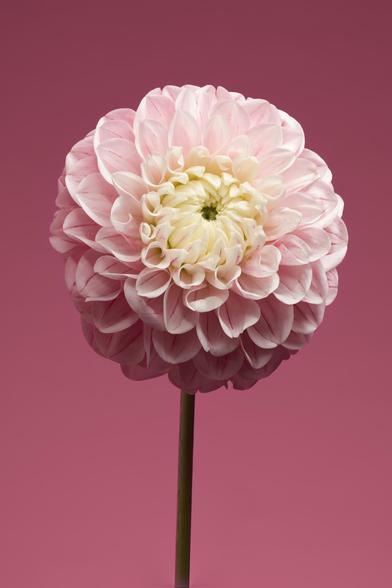 Pink Dahlia flower on a pink background
