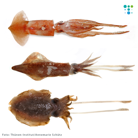 Drei verschiedene Tintenfische nebeneinander, jeder mit langem Körper und mehreren Tentakeln, auf weißem Hintergrund.