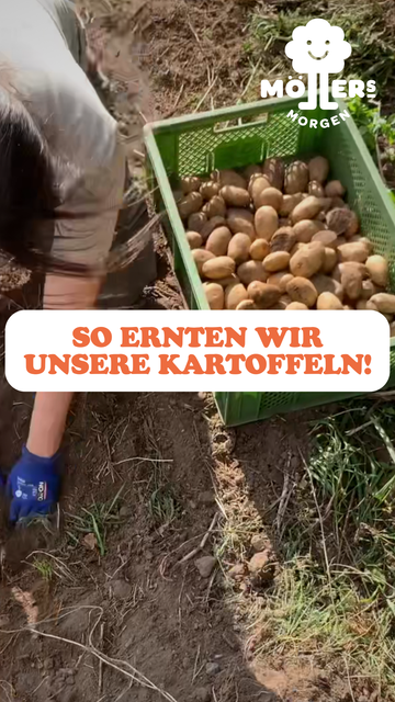 Das Bild zeigt eine Person, die Kartoffeln aus der Erde gräbt und in eine grüne Erntekiste legt. Im Vordergrund steht in großen, orangefarbenen Buchstaben:

**"SO ERNTEN WIR UNSERE KARTOFFELN!"**

Das Logo von **Möllers Morgen** ist in der oberen rechten Ecke sichtbar. Die Szene vermittelt den Eindruck einer handwerklichen und nachhaltigen Kartoffelernte, bei der die Kartoffeln direkt aus dem Boden geholt werden. Die frisch geernteten Kartoffeln liegen bereits in der Kiste und zeigen die natürliche Arbeitsweise auf dem Feld.