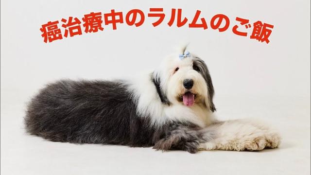 癌治療中👊ラルムのごはん🍚オールド イングリッシュ シープドッグOld English Sheepdog Cancer ガン闘病日記