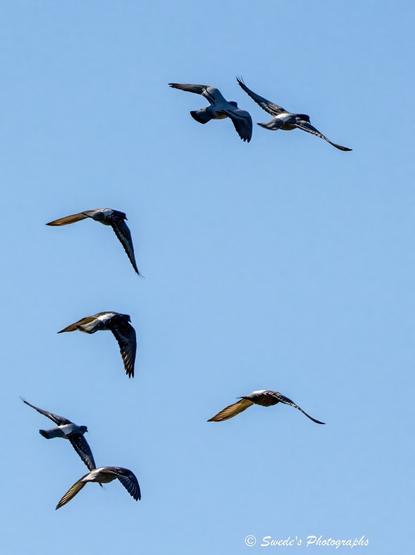 "Seven rock pigeons slice through a clear blue sky, each one caught in a different posture of flight—wings outstretched, tucked, or mid-beat. Their bodies are painted in soft grays and muted blues, with darker upper feathers and lighter underparts that catch the morning light. The birds are scattered across the frame like notes in a melody, each one contributing to the rhythm of motion.

Some fly in parallel, others diverge slightly, creating a dynamic composition that feels both spontaneous and orchestrated. The background is a uniform sky—no clouds, no distractions—just a vast canvas of blue that lets the birds stand out in sharp relief. Their feathers are etched with clarity, and the lighting reveals subtle textures: the curve of a wing, the glint of a beak, the shadow beneath a tail.

This is not just a flock—it is a sovereign ballet in the open air, a moment of shared direction and individual grace, suspended in the hush of sky." - Microsoft Copilot