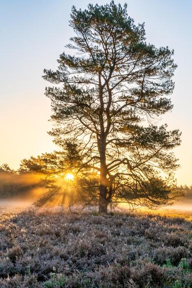 Die Szene konzentriert sich auf einen einsamen, hohen Nadelbaum (vermutlich eine Kiefer), der im intensiven Gegenlicht des Sonnenaufgangs steht.
Der Baum: Der Baum dominiert die Mitte des Bildes und seine Struktur ist detailliert sichtbar. Der Stamm ist robust, und die Äste breiten sich malerisch aus. Die Nadeln sind von der Sonne leicht hinterleuchtet (Backlit), was ihre Konturen hervorhebt.
Die Sonne: Die Sonne selbst ist hier stärker verdeckt als im ersten Bild und strahlt direkt durch die unteren Äste. Dies erzeugt einen noch ausgeprägteren, fächerförmigen "Sunburst"-Effekt (Lichtkranz). Das gold-orange Licht füllt den Himmel hinter dem Baum aus.
Der Boden und Nebel: Der Vordergrund besteht aus einer dichten Matte von braunen und leicht violetten Heidekrautgewächsen, die leicht mit Raureif überzogen zu sein scheinen, was die kühle Morgenstimmung unterstreicht. Direkt über dem Bewuchs liegt ein dickerer Schleier aus Bodennebel oder Dunst, der das Sonnenlicht besonders intensiv einfängt und in leuchtendes Gold verwandelt.
Atmosphäre: Die Szene strahlt eine majestätische Ruhe aus. Der Baum wirkt als würde er die Sonne "festhalten" oder sie gerade erst freigeben. Es ist ein sehr atmosphärisches Bild, das die Stille und die kühle, klare Luft des frühen Morgens perfekt einfängt.