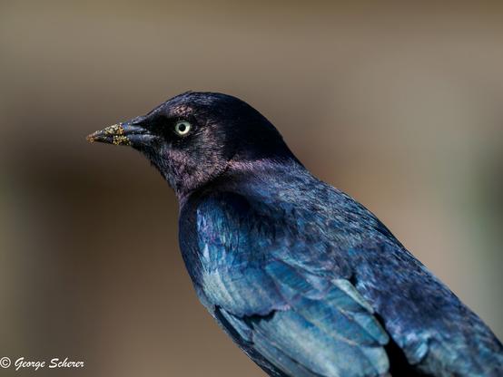 Close up of the head and upper torso of a Brewer's blackbird, seen in profile, facing to the left.  The background is tan and out of focus.  The bird's feathers are iridescent black on the  its head, and appear blue-black on the body.  The bird's beak is covered in sand.