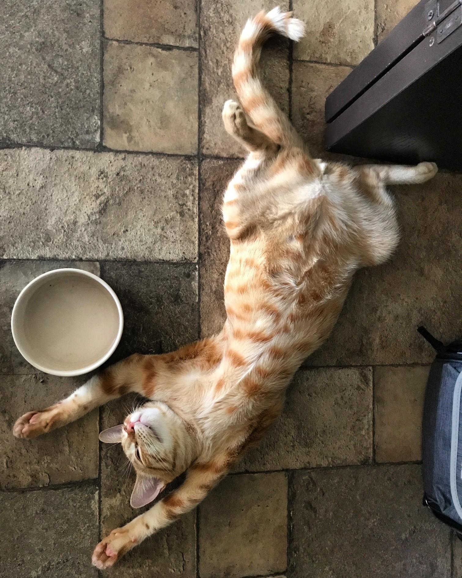 Photo of an orange cat sprawled out on their back dramatically by their empty food bowl. Daylight might have been saved, but what about this famished kitty? (it's been hours since they last ate!)