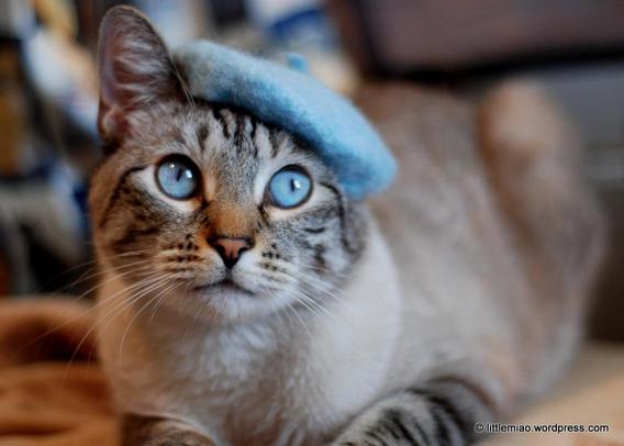 A lynx point Siamese in cat loaf pose gazing a little bit to the side, his eyes a brilliant blue, wearing a little felted beret in a color that perfectly matches his eyes, at a stylish angle.