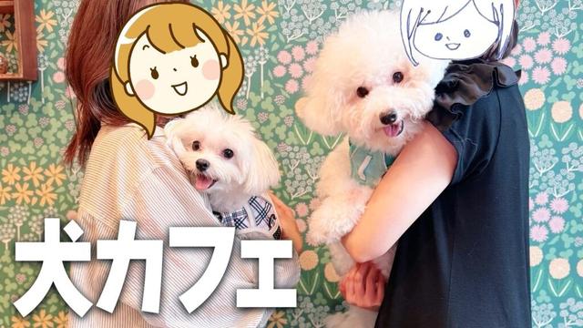 【犬カフェVlog】真っ白ワンコ2匹。ビションフリーゼとマルチーズのお出かけ