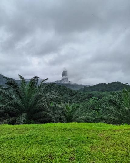a landscape dominated by green. on the first plan it's a green grass field, then a huge green palmtree plantation and at the distance there's a singular volcanic plug peak that rises to 663 meters