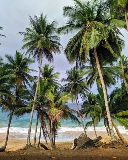 a view of a beach with some palmtrees and turquoise colored ocean water