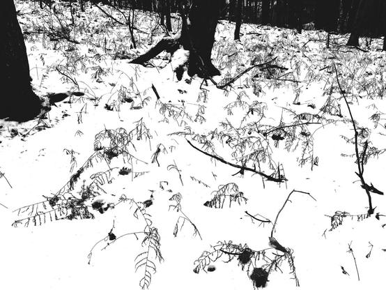 A high contrast black and white photo of a forest floor covered with an inch or two of snow. A thin scattering of fallen twigs and branches poke out of the snow. Also several dozen shriveled ferns.
