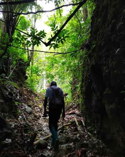 trekking with a local guide through the tropical forest.
