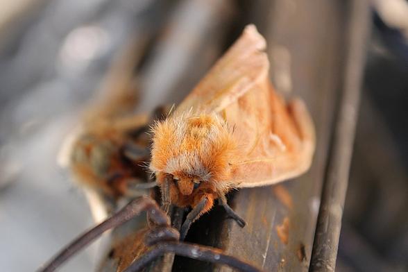 Photos of a moth with its body and head covered in dense orange fur. Velvety wings, ochre-orange with a small central white spot, dark legs; they are at rest.