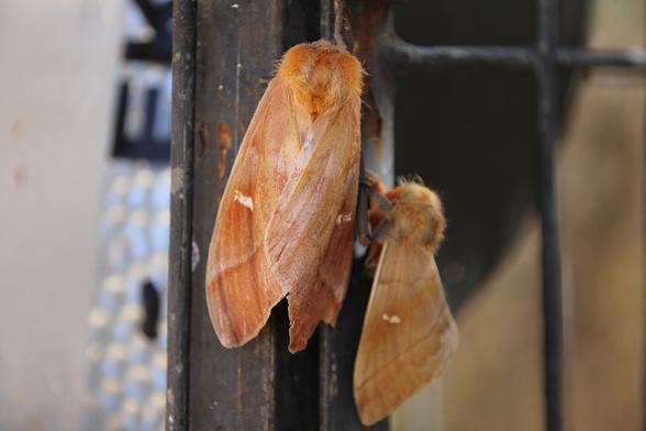 Photos of a moth with its body and head covered in dense orange fur. Velvety wings, ochre-orange with a small central white spot, dark legs; they are at rest.