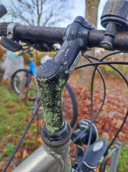 Grünzeug wächst auf einem Fahrradlenker.