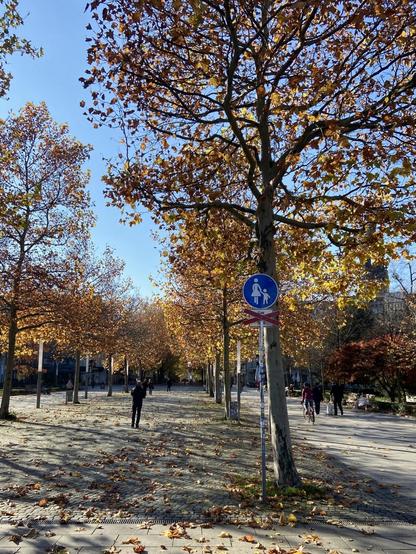 Eingang in die Hauptstraße in Dresden mit herbstlichen Platanen. Bei dem üblichen Schild Fußweg/Radfahrer frei wurde das Zusatzschild offiziell durchgestrichen.