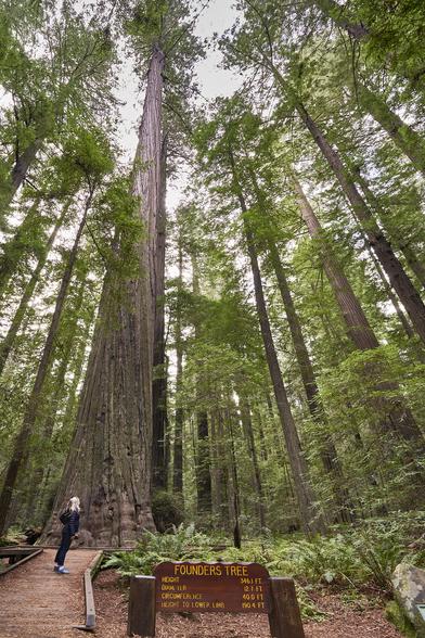 A woman stands next to a very tall redwood tree looking up. The tree is surrounded by other trees. The sign in the foreground reads:

FOUNDERS TREE
Height 346.1 ft
Diameter 12.7 ft
Circumference 40 ft
Height to lower limb 190.4 ft