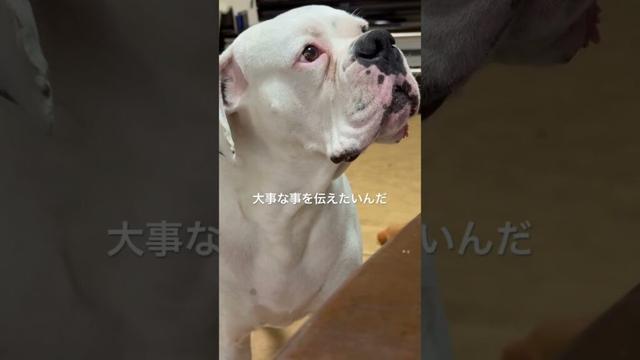 飼い主に伝えたい事　ボクサー犬