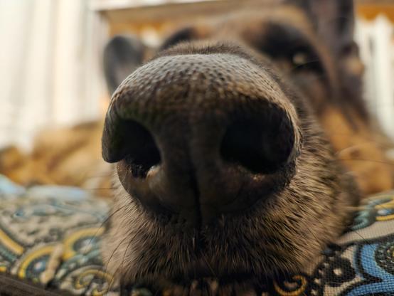 A close up of a German Shepherd Dog's nose and muzzle