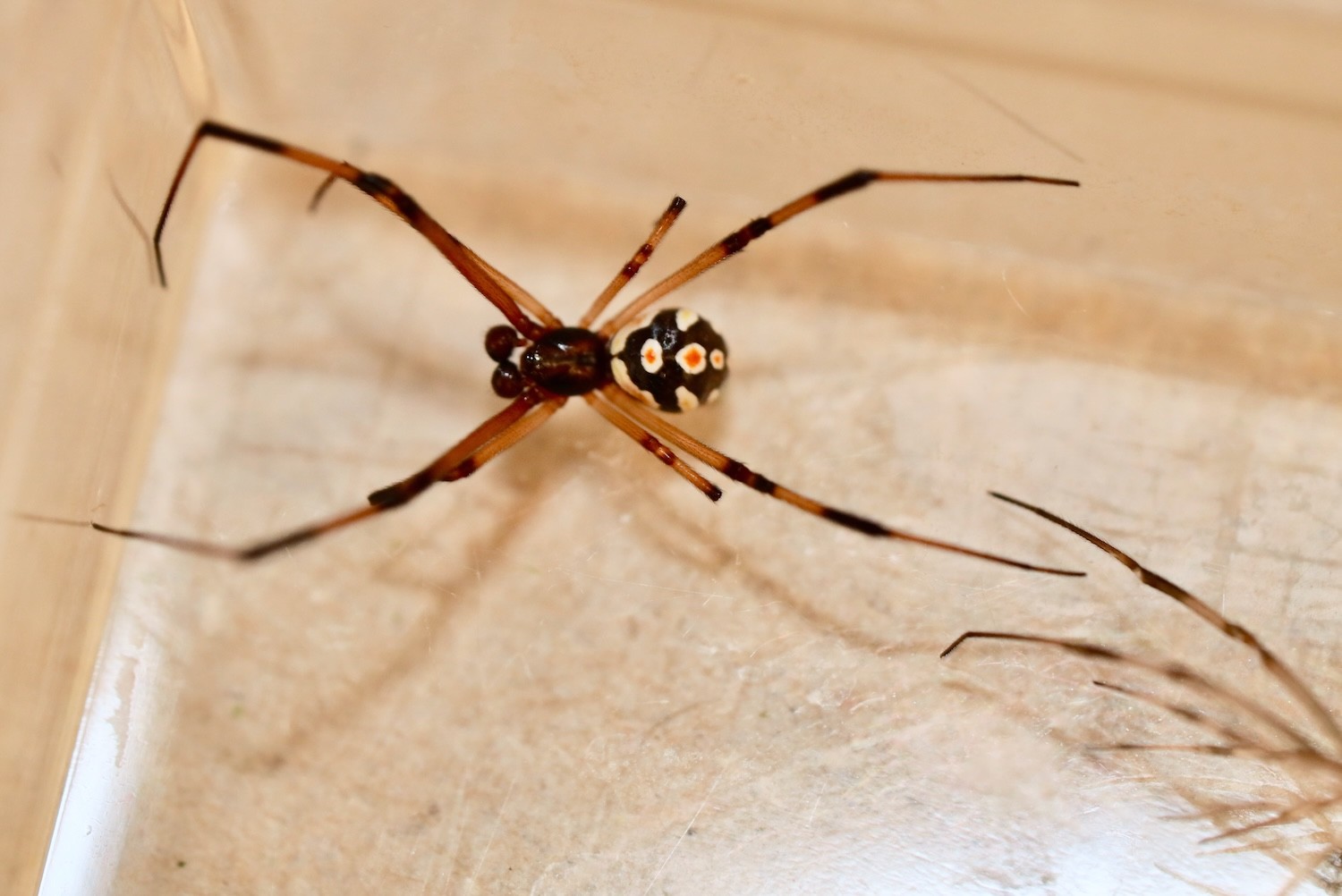 black widow free of their molt
