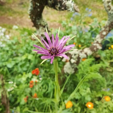 A garden sits lush in the background, one large purple Bloom stands out from the rest. She is familiar yet alien. Dusty purple, and dandelion like. Her sepal is longer than her petals, stretching out far in verdant rays. This is a common salsify but there is nothing common about her.