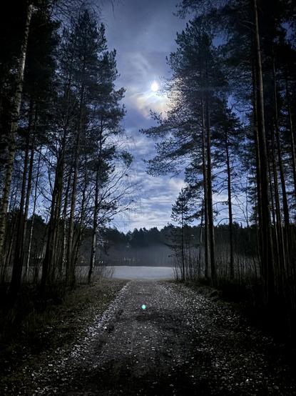trees, full moon, path