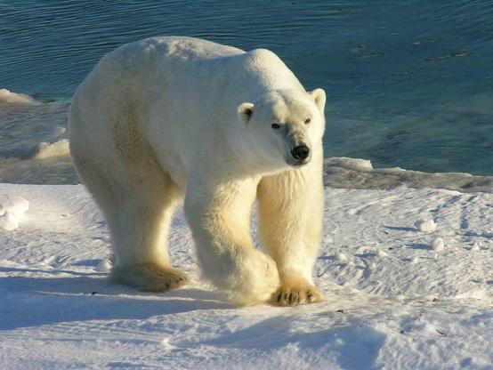 Polar Bear in Wapusk National Park