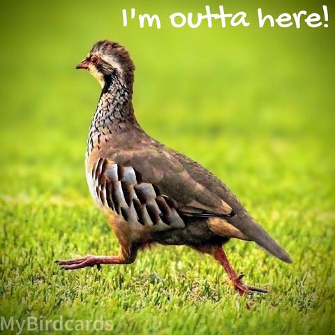 A vignetted photo of a Red-legged Partridge (Alectoris rufa) in midrun across a patch of short grass. The words "I'm outta here!" are featured top-right 🙂

📷: Photo by BarbeeAnne via Pixabay 
https://pixabay.com/photos/spain-mallorca-perdiz-birding-5841119/
