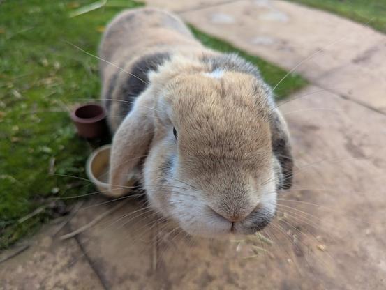 A picture of my brown rabbit, Peanut, looking straight at the camera.