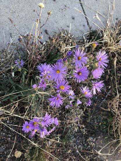 photo of a bunch of wild purple asters