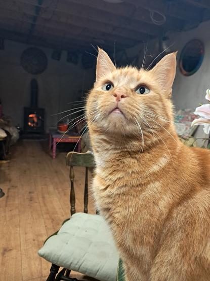 Ginger cat on table, looking for food