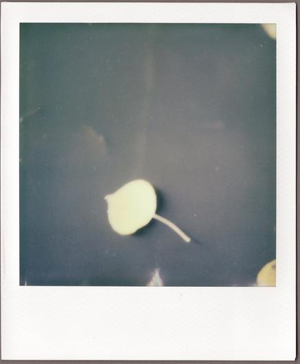 Polaroid, kind of blurry, of a lone mall yellow aspen leaf floating on a grayish puddle in the bottom center.