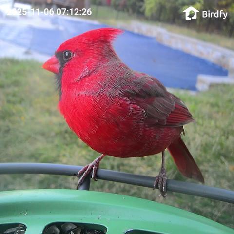 A red male cardinal perched in a bird feeder equipped with a camera.