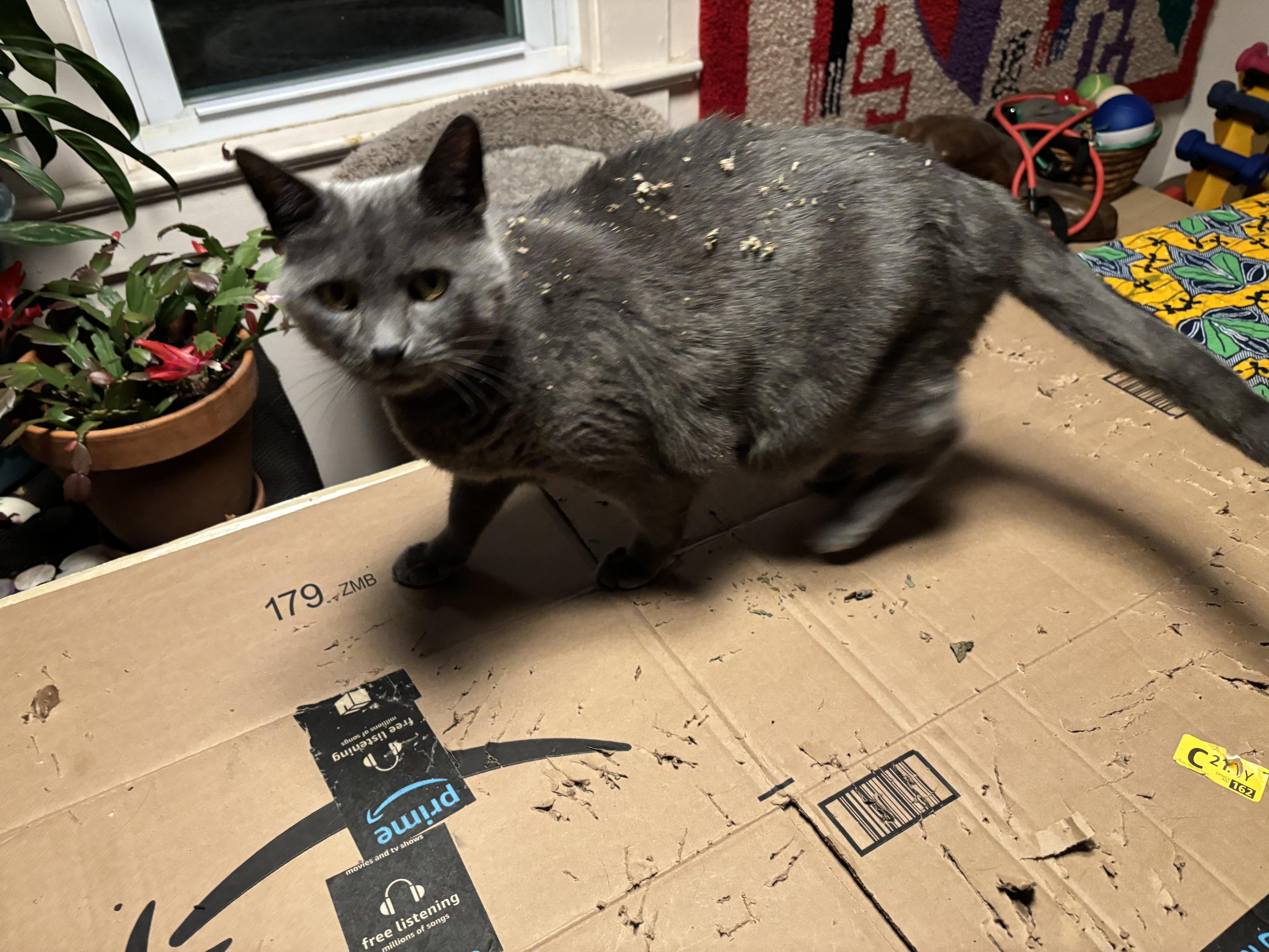 grey cat on scratching surface looking a little wild & sprinkled with catnip