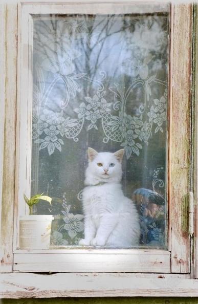 Een witte kat met 2 verschillende kleuren ogen zit achter een enigszins verweerd gesloten venster in de vensterbank naar buiten te kijken.