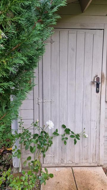 La porte de la cabine barrée d'un rosier blanc qui cherche la lumière