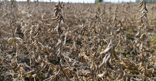 中国の大豆輸入、10月は記録的高水準　米中摩擦で南米産の購入拡大 | ロイター