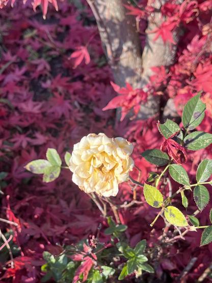 Rose mit roten Fächerahorn im Hintergrund