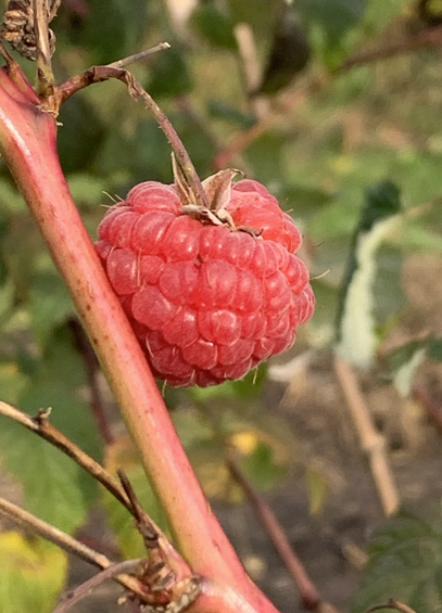Eine letzte große Himbeere am letztem Freitag im Garten. Der Strauch ist jetzt leer.