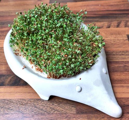 Ein Igel aus hellem Ton, in dem Sprossen keimen.