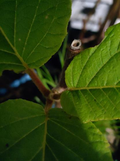 une bouture qui a pris