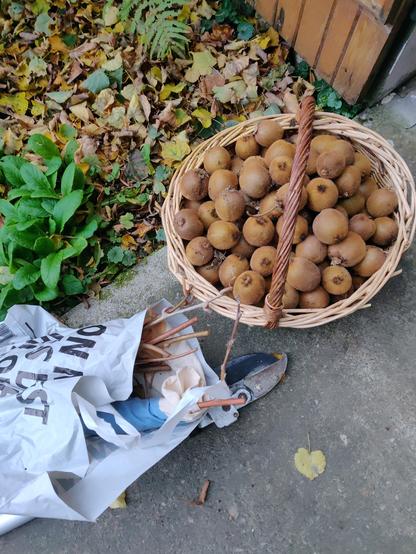 retour à la maison panier plein